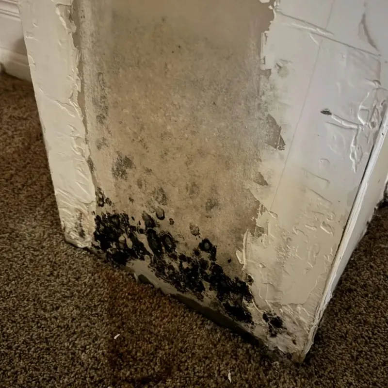 Professional Mold Removal in Richmond, VA